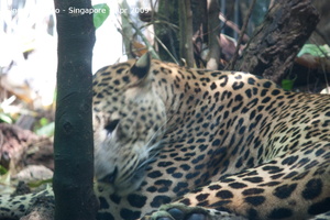 20090423 Singapore Zoo  42 of 97 